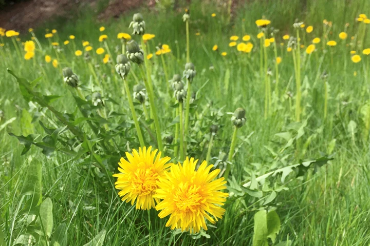 Installasjon av robotklipper uten kantledning